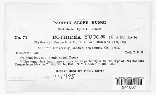 Dothidea yuccae image